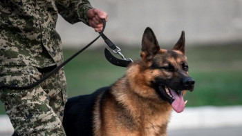 Фотография к новости: Түйіншекті лақтырып үлгергенімен, шекарашылардан құтылмады