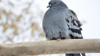 Фотография к новости: ШҚО-да құстардың қырылып жатқан видеосы жарияланды