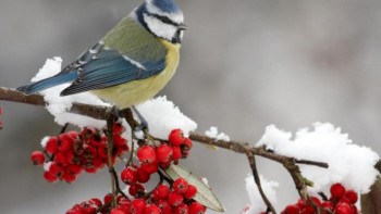 Фотография к новости: 2019 жылдың алғашқы күніне арналған ауа райы болжамы