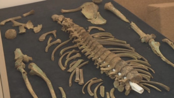 Фотография к новости: «Алтын адамның» сүйегі қайта жерленеді