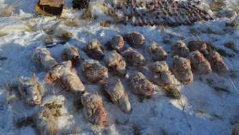 Фотография к новости: Қарағандыда табылған киік өлекселеріне қатысты іс қозғалды