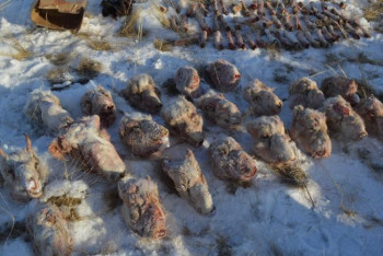 Фотография к новости: Қарағандыда табылған киік өлекселеріне қатысты іс қозғалды