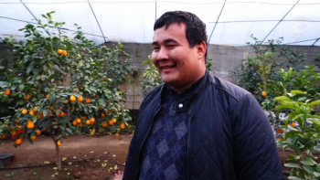 Фотография к новости: Шымкент тұрғыны цитрусты жемістер мен банан өсіреді