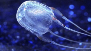 Фотография к новости:  Ең қауіпті медузалар австралиялықтарға шабуыл жасады 