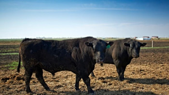 Фотография к новости: Ертіс өңірінде жоспарланған асыл тұқымды малдың 72 пайызы жеткізілді