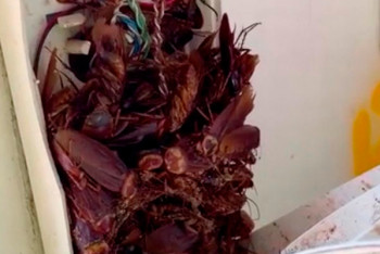 Фотография к новости: Ер адам телефоннан ондаған тарақан тауып алды