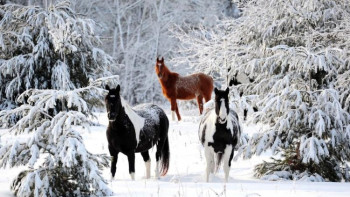 Фотография к новости: Түркістан тұрғыны 30 млн теңгенің жылқысын ұрлады