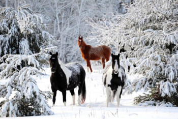 Фотография к новости: Түркістан тұрғыны 30 млн теңгенің жылқысын ұрлады