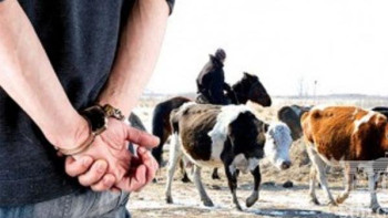 Фотография к новости: Алматы облысында мал ұрлайтын бірнеше топ ұсталды