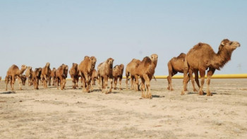 Фотография к новости: Маңғыстау облысында ақпан айынан бастап кәсіпкерлік скрининг жүргізіледі