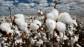 Фотография к новости: Мақтаралда ауыл шаруашылық өнім көлемі 4,2 млрд теңгеге жетті