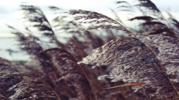 Фотография к новости: Бүгін кей аймақта жел күшейеді