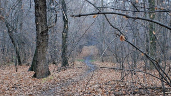 Фотография к новости: Алматыдағы Баум тоғайы енді ерекше қорғауға алынбайды
