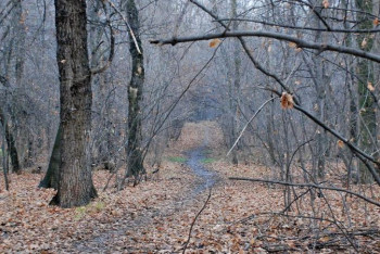 Фотография к новости: Алматыдағы Баум тоғайы енді ерекше қорғауға алынбайды