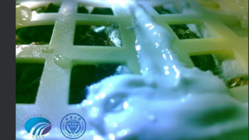 Фотография к новости: Ай бетінде мақта өсе бастады