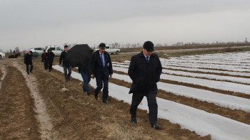 Фотография к новости: Мақтаралда қаңтардың қақ ортасында диқаншылық басталды