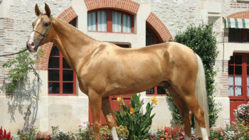 Фотография к новости: Қазақ даласындағы «Гогольге татитын драма». Мақсат Ұлыбританияға қалай жеткізілді?