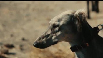 Фотография к новости: Қызылордалық тұрғын тазының тұқымын көбейтуге мән беруде