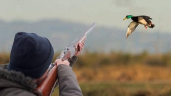 Фотография к новости: Ертіс өңірінде аңшылық маусымында көбінесе қоян мен үйрек ауланған