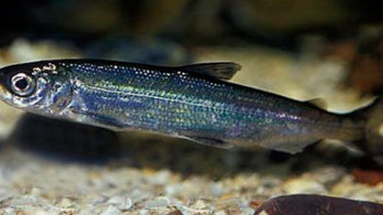 Фотография к новости: Шығыс Қазақстанда балық қорын ұлғайтудың тың бастамалары қолға алынды