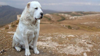 Фотография к новости: Петропавлда ит өз иесін талап тастады