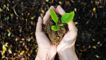 Фотография к новости: Теміртауда 40 мыңнан астам ағаш отырғызу ұсынылды