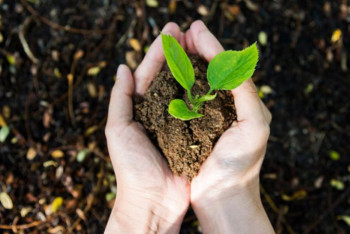 Фотография к новости: Теміртауда 40 мыңнан астам ағаш отырғызу ұсынылды