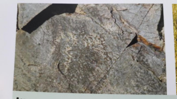 Фотография к новости: Күршімдегі гепардтың ізі