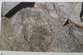 Фотография к новости: Күршімдегі гепардтың ізі