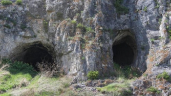 Фотография к новости:  Жарқанаттар ұя салмайды – АШМ