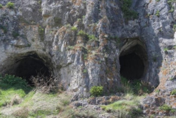 Фотография к новости:  Жарқанаттар ұя салмайды – АШМ