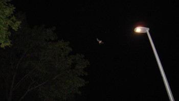 Фотография к новости: «Ұя бұзғанды қарғыс атады» немесе 339-баппен істі болады