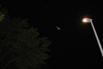 Фотография к новости: «Ұя бұзғанды қарғыс атады» немесе 339-баппен істі болады