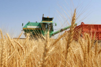 Фотография к новости: Биыл қанша тонна астық жиналады?