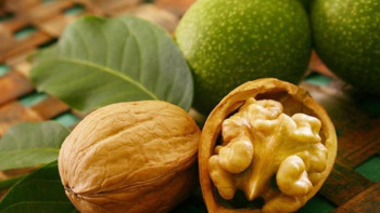 Фотография к новости: Түлкібаста 600 тоннадан астам жаңғақ жиналды