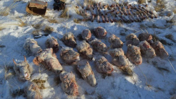 Фотография к новости: Заңсыз аңшылыққа тыйым болмай тұр - Бас прокуратура