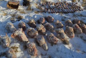 Фотография к новости: Заңсыз аңшылыққа тыйым болмай тұр - Бас прокуратура