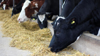 Фотография к новости: Жас инвесторлар асыл тұқымды мал өсіре бастады