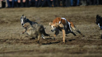 Фотография к новости: Түркістанда саятшылық тойы өтті
