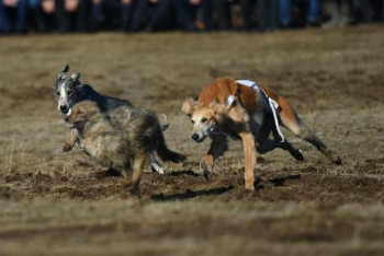 Фотография к новости: Түркістанда саятшылық тойы өтті