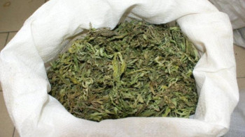 Фотография к новости: Қарағанды тұрғынының ауласынан 66 келі мариxуана табылды