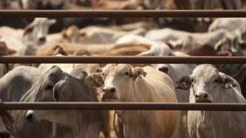 Фотография к новости: Биыл Қазалы ауданында 400 бас мал экспортталады