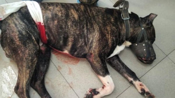 Фотография к новости: Қарағандыда ит иесін талап тастады