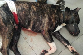 Фотография к новости: Қарағандыда ит иесін талап тастады