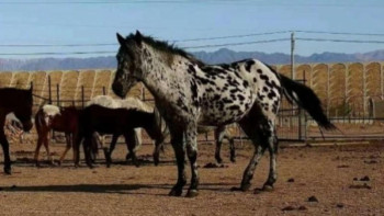 Фотография к новости: Ғалымдар шұбар жылқыларды өсіру бойынша жоба әзірлеуде