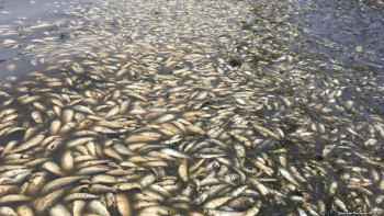 Фотография к новости: Ноғаев Жайық өзеніндегі балықтың қырылуына қатысты пікір білдірді