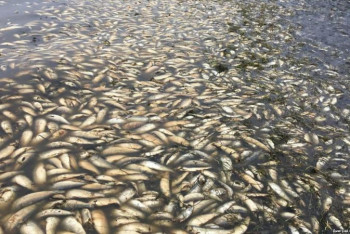 Фотография к новости: Ноғаев Жайық өзеніндегі балықтың қырылуына қатысты пікір білдірді