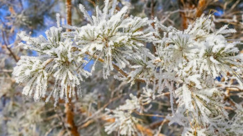 Фотография к новости: Бүгін бірнеше облыста аяз болады