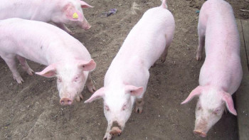 Фотография к новости: Шөкеев шошқа етін Қытай нарығына шығаруды тапсырды