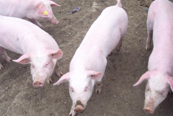 Фотография к новости: Шөкеев шошқа етін Қытай нарығына шығаруды тапсырды